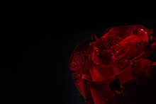 Close Up Of Red Rose With Dramatic Lighting On Black Background