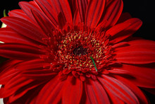 Close Up Of Red Daisy Gerbera Flower On Black Background. Lights