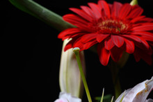 Picture Of Red Daisy Gerbera Flower On Black Background. Lights