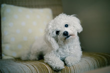 Cute White Maltese Dog Lying At Home On A Sofa, Tilting His Head,  Asking For Your Attention