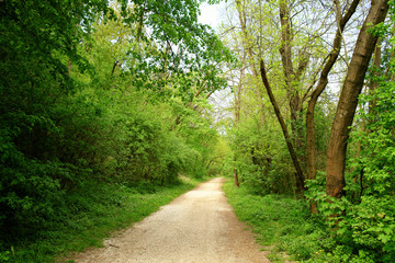 Wall Mural - Road into forest