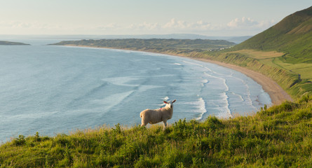 Canvas Print - Rhossili beach The Gower Wales with sheep one of the best beaches in UK