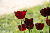 Fototapeta Tulipany - 
Tulip flower