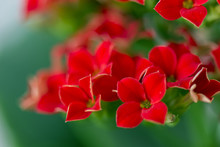 Flower With Red Flowers With Four Leaves And Green Leaves