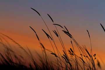 Wall Mural - Grass landscape