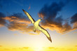 Wandering Albatross (Diomedea exulans) in flight at sunset