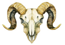 Sheep Skull Isolated On White Background