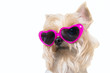 cute Dog with pink sunglasses 