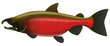 Vector illustration of a Coho Salmon in spawning colors.