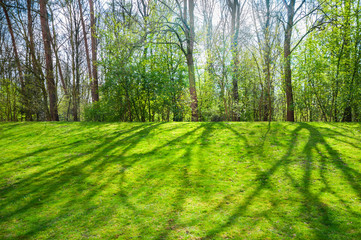 Fotomurales - Warme Frühlingssonne zeichnet die Schatten lichter Bäume auf eine grüne Rasenfläche, sonniger Frühlingstag im April, erstes Frühlingsgrün, Licht und Schatten, Halbschatten