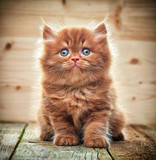 Fototapeta Koty - beautiful british long hair kitten