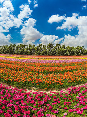 Canvas Print - Windy spring day on a flower farm