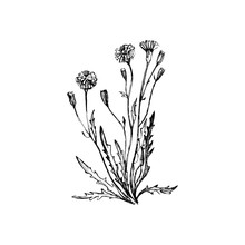 Coltsfoot  Flowers, Hand Drawn Vector Illustration.