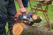 trunk on the green grass that is cut by woodcutter with saw with