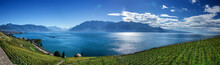 Famouse Vineyards In Montreux Against Geneva Lake. 