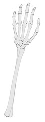 Sticker - 2d cartoon illustration of arm bones