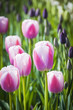Basel, Tulpen, Tulpe, Frühlingsstrauss, Blumenstrauss, Tulpenfeld, Zwiebelblumen, Frühlingsblumen, Frühling, Schweiz