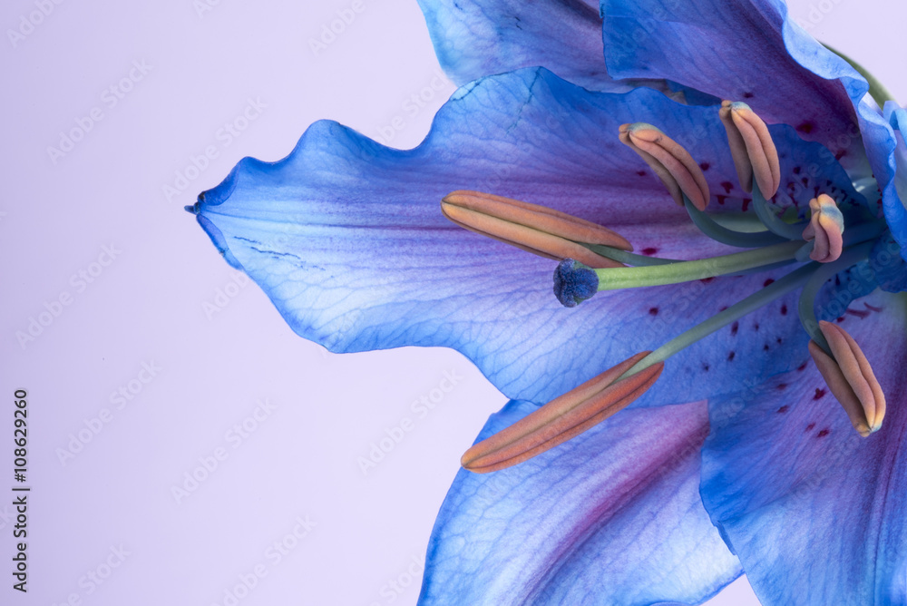 Macro image of a blue Tiger Lily. Taken with copy space on a lilac  background. Stock Photo | Adobe Stock