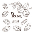 Green Pecan nuts with leaves and dried Pecan nuts isolated on a white background. Vector illustration.