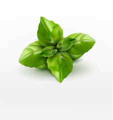 Wall Mural - Vector basil leaves isolated on white background