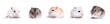 collection of Jungar hamster on a white background