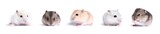 Fototapeta  - collection of Jungar hamster on a white background