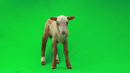 Canvas Print -  little sheep on a green screen