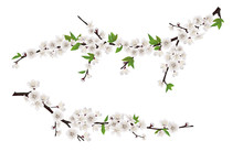 Set Of Spring Blooming Tree Branches, Tree Branch With White Flowers And Leaves.