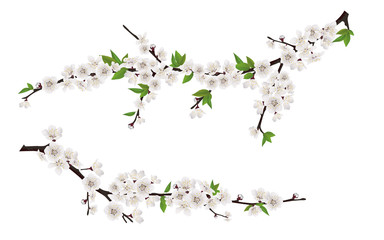 Set of spring blooming tree branches, tree branch with white flowers and leaves.