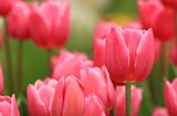 Fototapeta Tulipany - The Pink Tulip flower Garden in Thailand on Sunny day