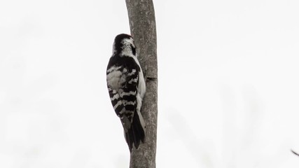 Wall Mural - Lesser Spotted Woodpecker male sitting on a tree branch