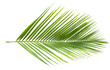 coconut leaf