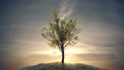growing tree against sun at dawn (with alpha matte, full hd)