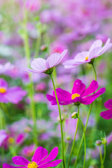 close up of cosmos flowers
