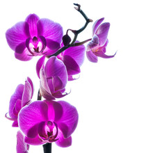 Purple Orchids On White