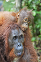 A female of the orangutan with a cub in a native habitat. Bornean orangutan (Pongo pygmaeus wurmmbii)