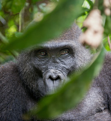Wall Mural - portrait of a western lowland gorilla (gorilla gorilla gorilla) close up at a short distance. adult 