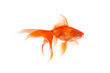 canvas print picture - Beautiful goldfish swimming
