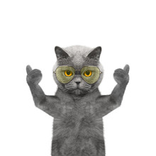 Cat In Glasses Showing Thumb Up And Welcomes
