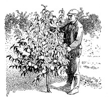 Vintage Illustration, Man Take Care Of A Young Peach Tree In The Orchard