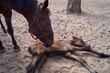 The newborn foal and mother horse.