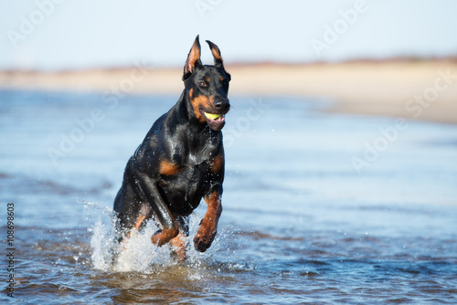 Photographie doberman dog on the beach