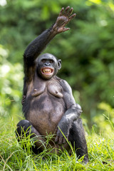 Wall Mural - female bonobo with smile sits with the raised hand on a grass.