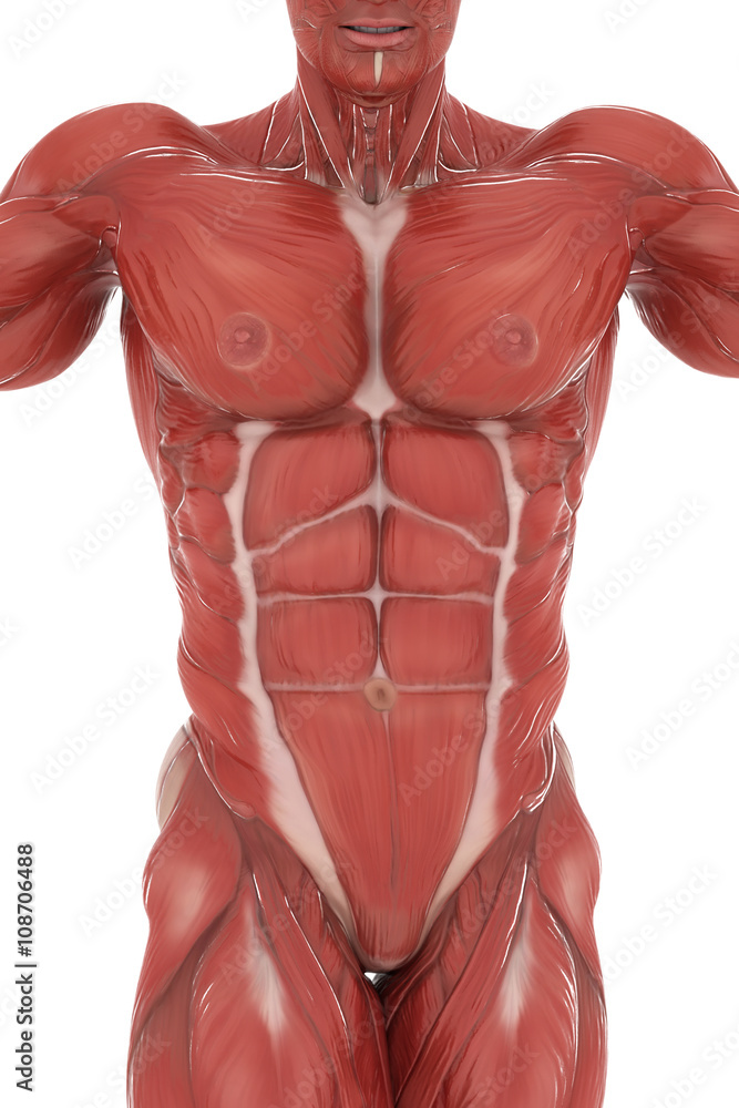 Muscles Map Empty Anatomy muscle map on white isolated Stock Photo | Adobe Stock