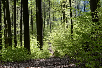 Naklejka na meble Weg ins Grüne, Buchenwald in der Frühlingssonne
