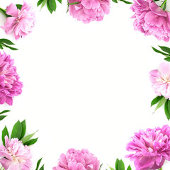 Wall Mural - Frame from pink peony flower on white background with copy space