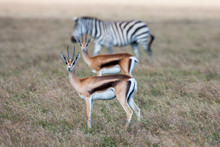 Antelopes And Zebra On A Background Of Grass. Safari In Africa