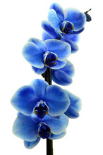 Orchid Blue Flower