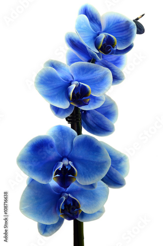 storczyk-niebieski-kwiat