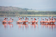 The Lesser flamingo, which is the main attraction for tourists 
